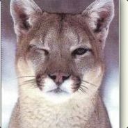 FluffyKitty