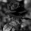 Black Rose