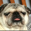 Pugthug69