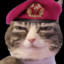 Cenki the comrade cat