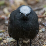 马里亚纳玄燕鸥