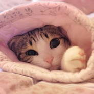 非常规大师-鸟狙鑫鑫