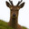 [Jeag] Rark