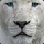 BaziL-
