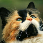 Meow