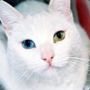 Busterkjke avatar