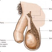 Bigotssanity<3  La シ