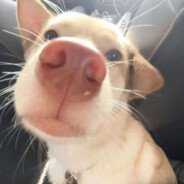 余与鱼