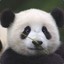 PandaMan