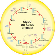 Marizinha ciclo de Krebs