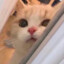 啥啥也不会