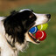 CumDog