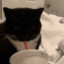 cat sippin wock
