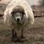 Battlesheep