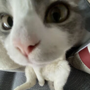 满山猴子属我腚红