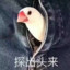 哈開心iii