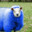 blue sheep