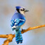 bluejay