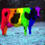 Color_cow