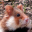 LT. Squeaks