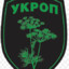 Укроп