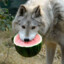 Wolf With Watermelon