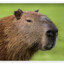 Capybara