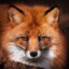 | RedFox™ |