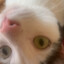 Neteis