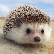 hedgehog_stack