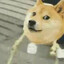 doge boi