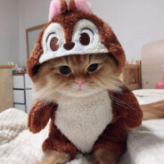 шучу конечно