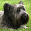 Skye Terrier