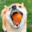 Caught Bork'n