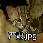 猫南北