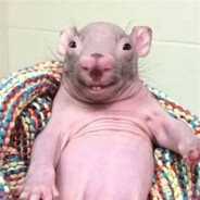 RatFxcker420
