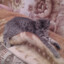 Кот Барсик