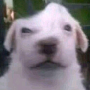 LilFrancis - steam id 76561199541722755