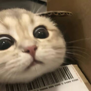 马蛋蛋蛋蛋蛋蛋