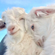 我真的只会养羊