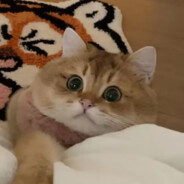 遇到困难睡大觉