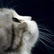 涂料助剂、水性润湿剂