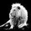 White Lion