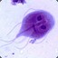 Giardia lamblia