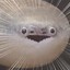 SirKibbles