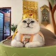 meo meo Đại vương