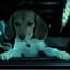 El Perrito de John Wick