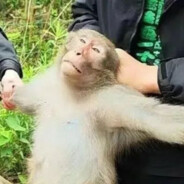 牛津高阶划水字典