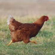 Querz CASE.GIFTS CS.PRO