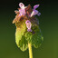 deadnettle